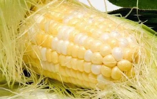 玉米须的功效与作用 玉米须的副作用与禁忌