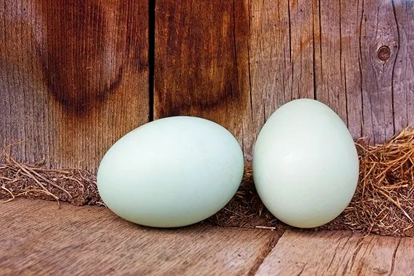 皮蛋的功效与作用 皮蛋不能和什么吃